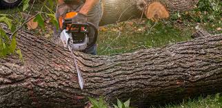 Best Tree Cabling and Bracing  in Newville, PA